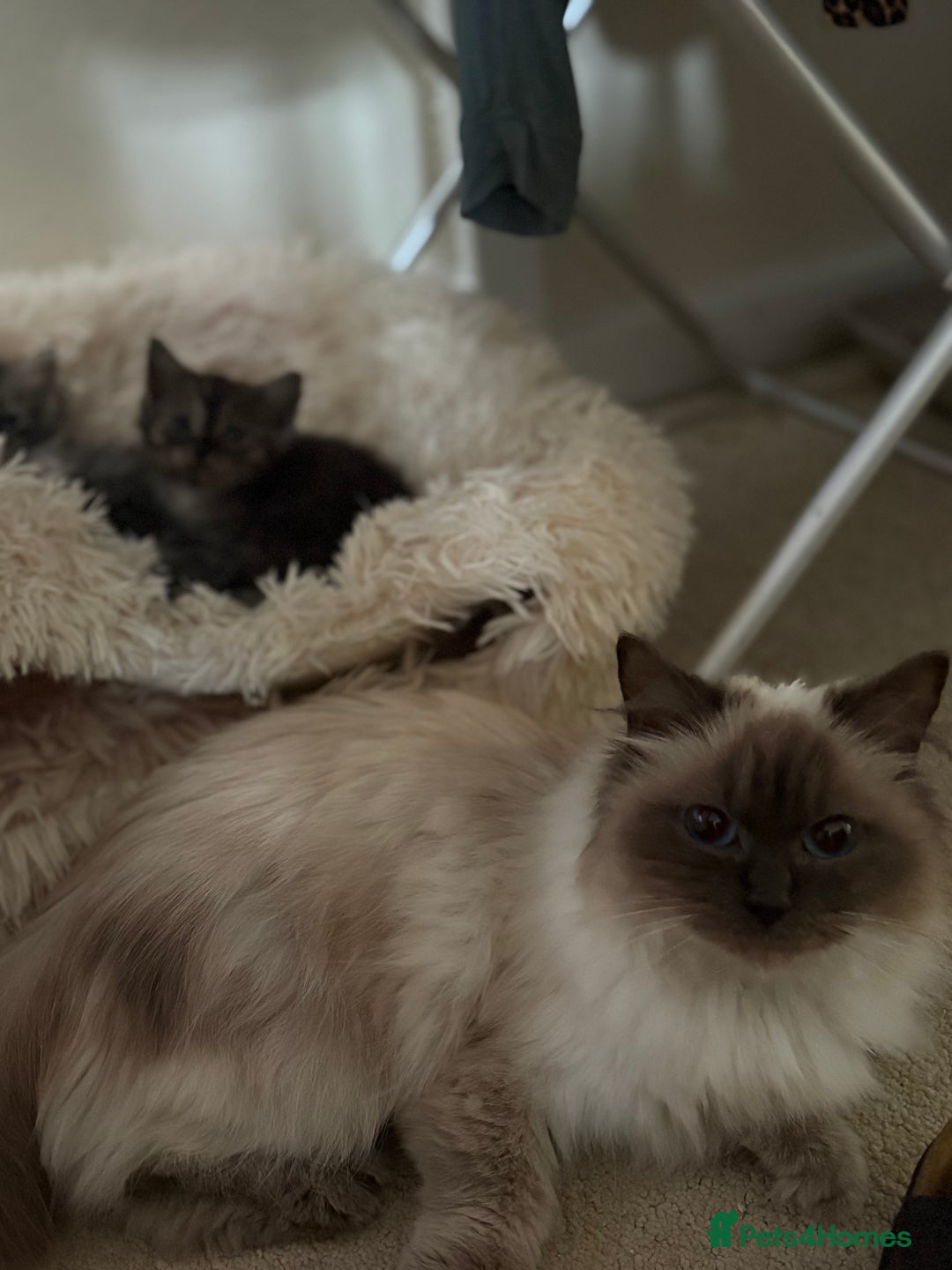 Ragdoll cats for sale: 4 lush kittens looking for home  - Image 4