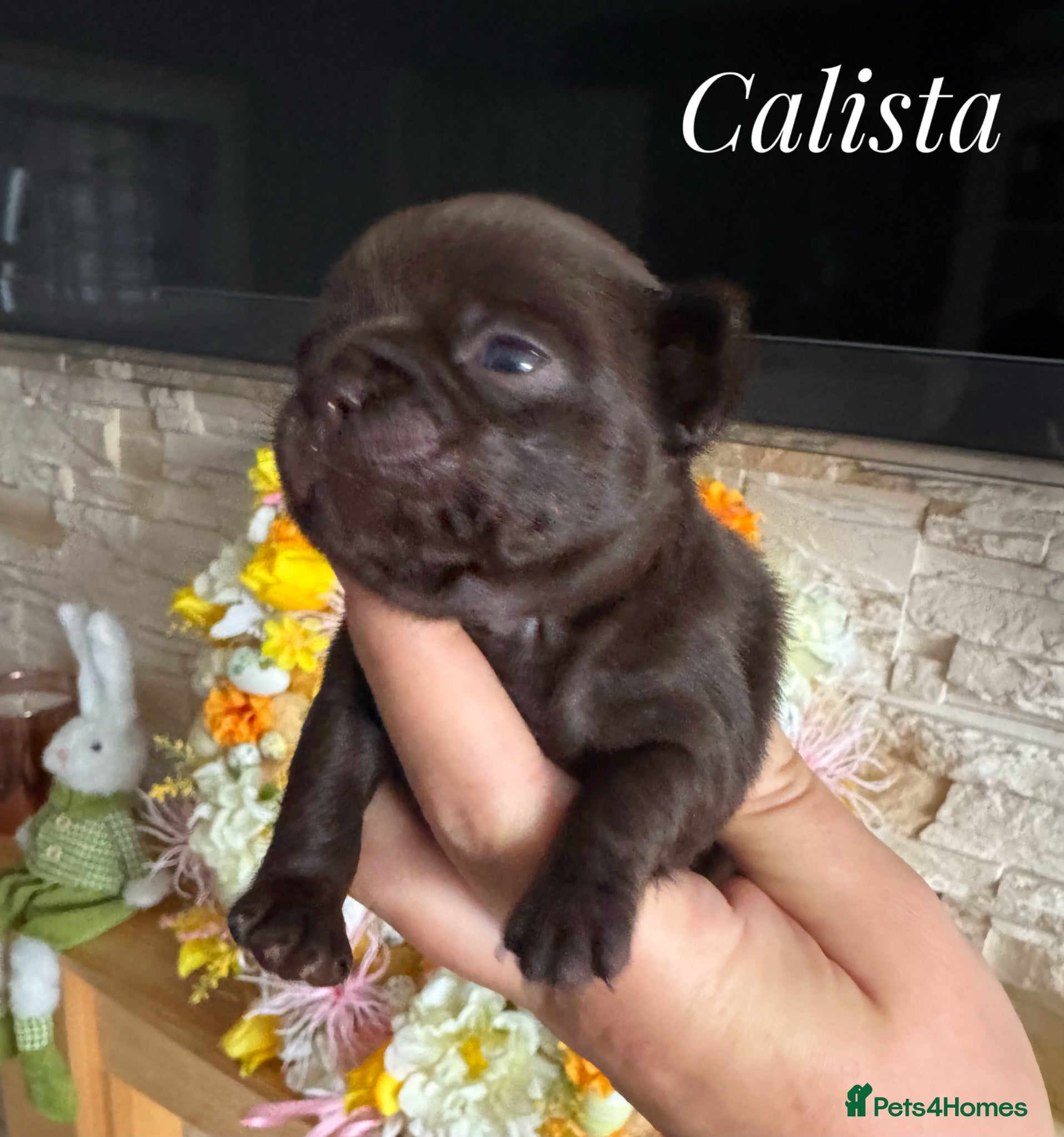 Chihuahua dogs Chihuahua puppies chocolate merle  - Advert 1