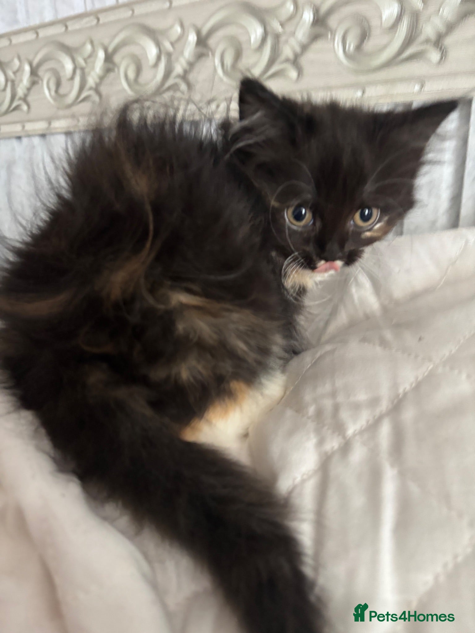 Mixed Breed cats Ragdoll cross kittens - Advert 18