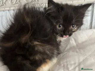 Mixed Breed cats Ragdoll cross kittens - Advert 7