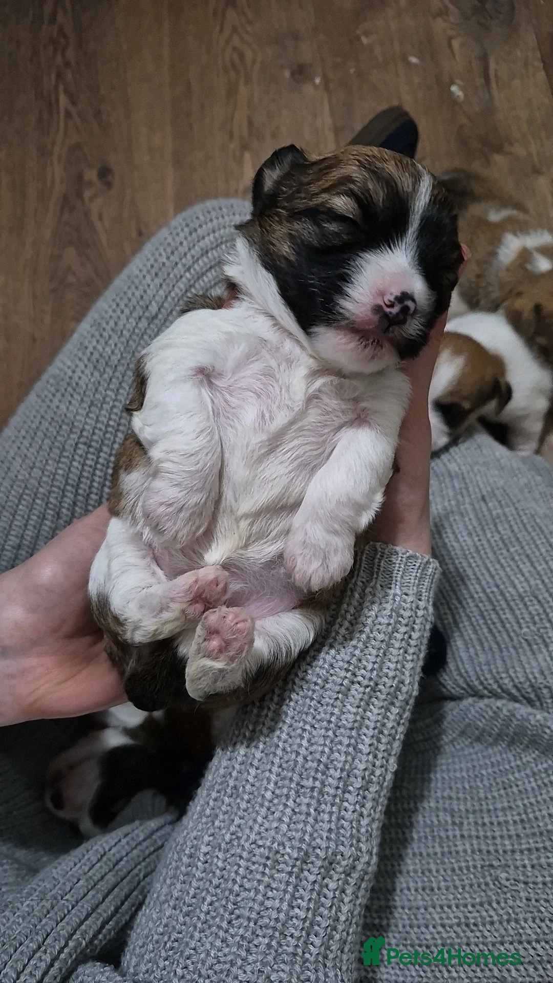 Shorkie dogs for sale: Shorkie x puppies  - Advert 13