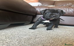 Mixed Breed dogs for sale: Four cane Corso and staff bullterrier mix.  - Image 22