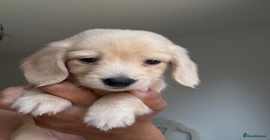 Miniature Dachshund dogs - Advert 14