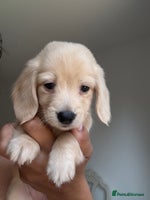 Miniature Dachshund dogs - Advert 3