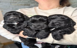 Cocker Spaniel dogs for sale: Show cocker spaniel  - Advert 4