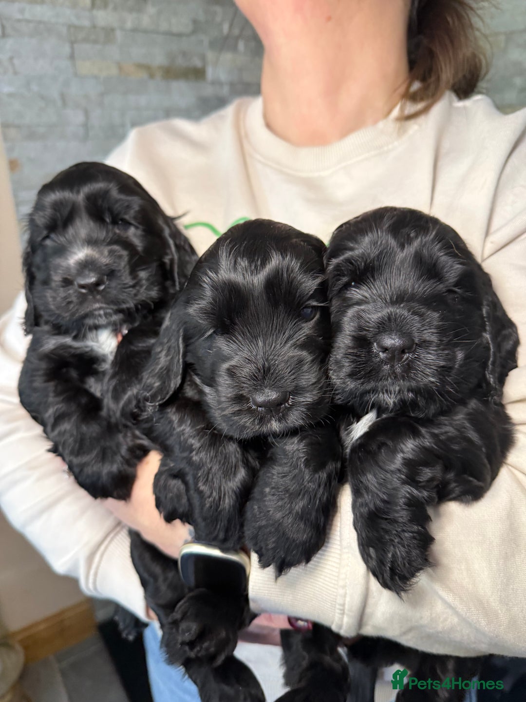 Cocker Spaniel dogs for sale: Show cocker spaniel  - Advert 4