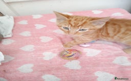 Mixed Breed cats for sale: Bonny kittens ready for their new home - Image 4