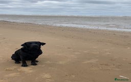 Labrador Retriever dogs for sale: Beautiful litter of Labradors - Image 10