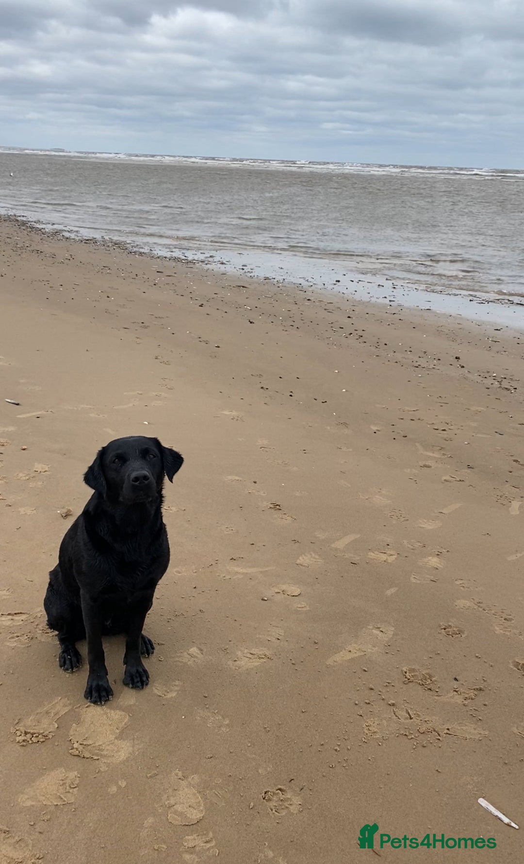 Labrador Retriever dogs for sale: Beautiful litter of Labradors - Image 10