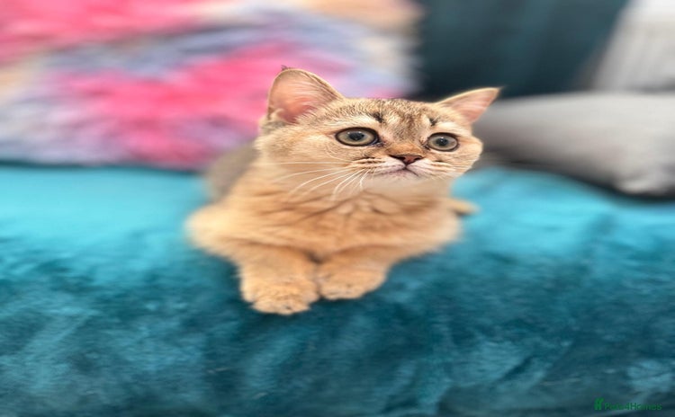 Scottish Fold cats - Advert 14