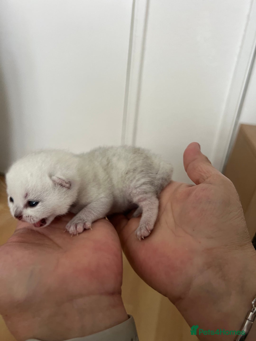 British Shorthair cats for sale: BSH Silver Tabby kittens for Sale! - Image 14