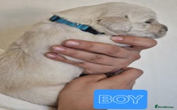 Golden Retriever dogs for sale: 🐾Pure Golden retrievers puppy🐾 - Image 13