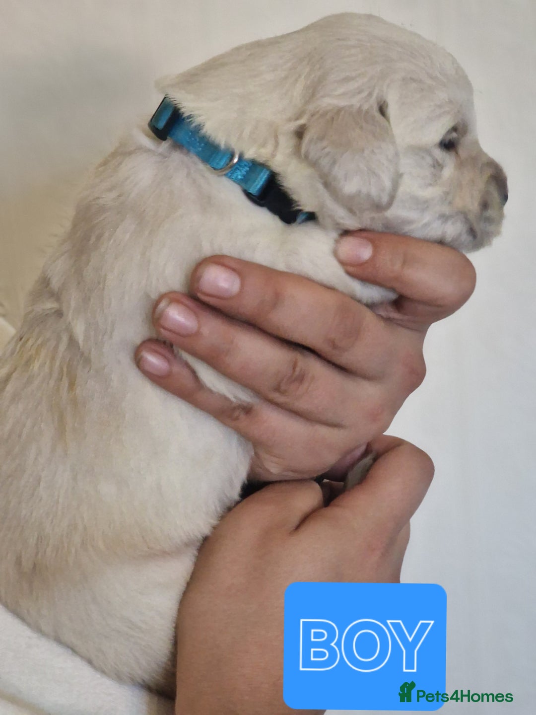 Golden Retriever dogs for sale: 🐾Pure Golden retrievers puppy🐾 - Image 13