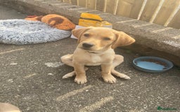 Goldador dogs for sale: Goldador Puppies for sale  - Image 17