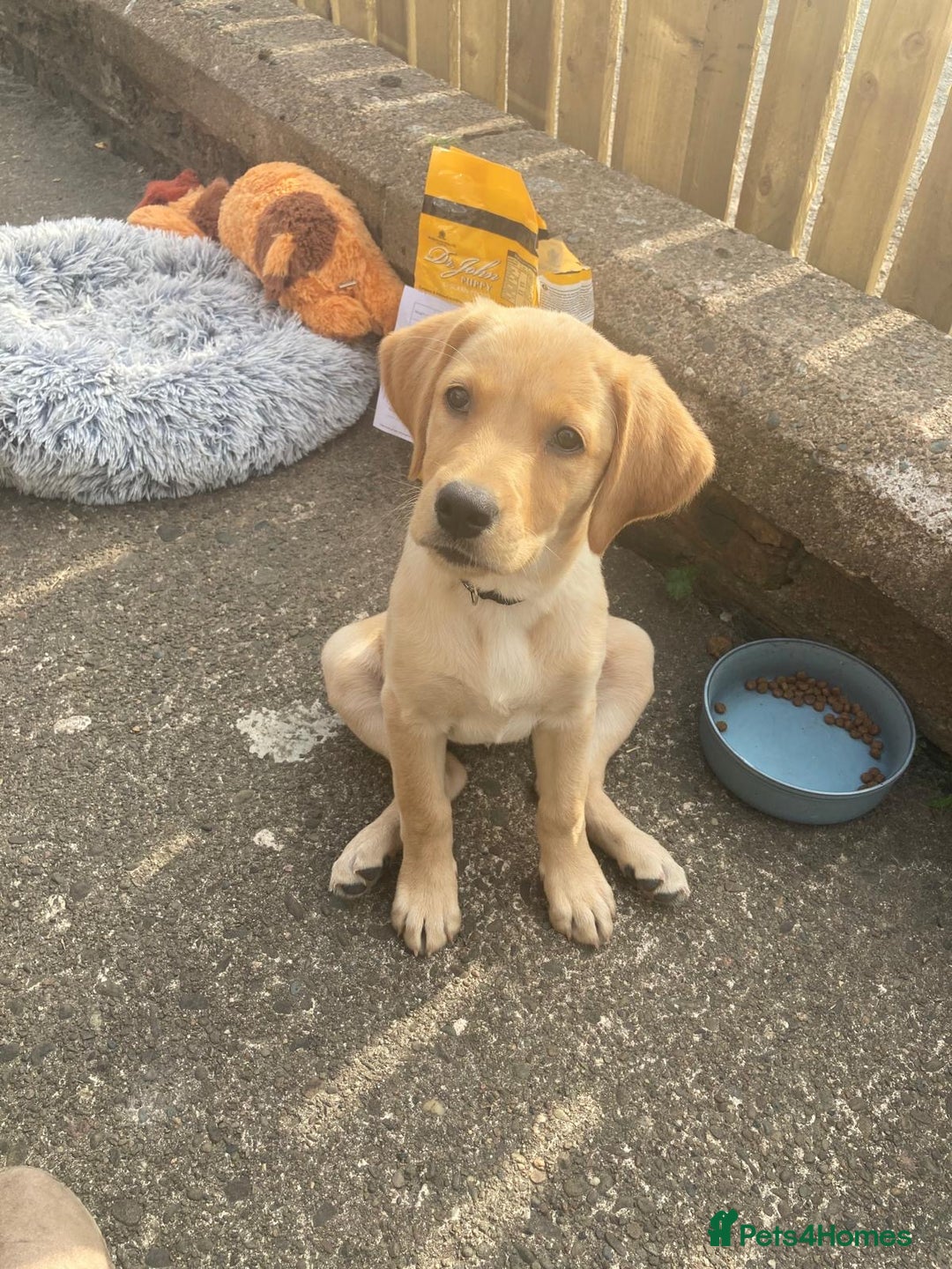 Goldador dogs for sale: Goldador Puppies for sale  - Image 17