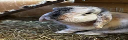 Mini Lop rabbits for sale: Beautiful baby Mini Lops - Advert 7
