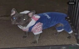 French Bulldog dogs for sale: Rehome - Advert 6