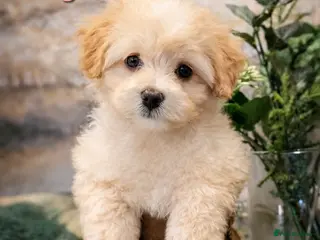 Maltipoo dogs Exceptional TINY toy🧸 Japanese X Asian Maltipoos - Advert 3