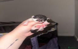 Mixed Breed cats for sale: Half sphinx and half short haired kittens  - Image 2