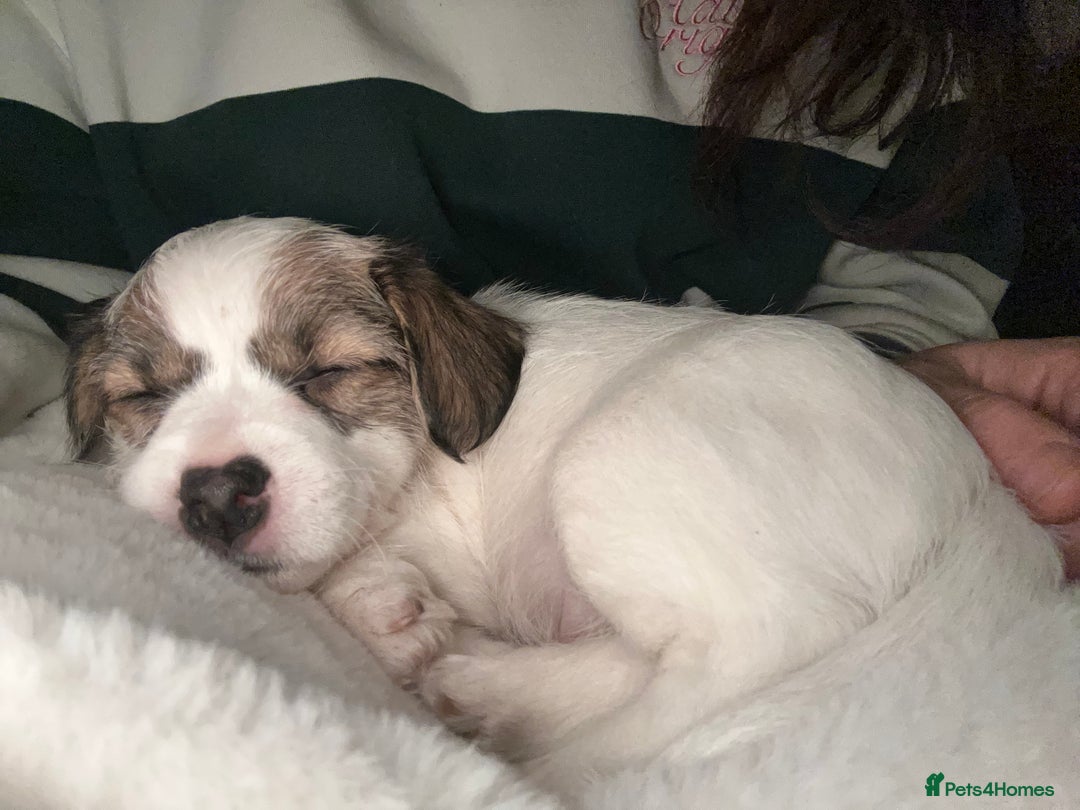Sealyham Terrier dogs for sale: Sealyham terrier crosses 1 boy available  - Advert 5