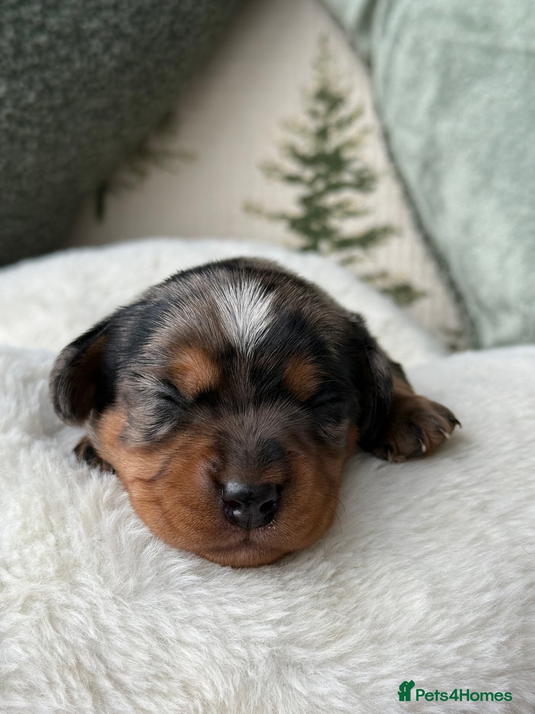 Miniature Dachshund dogs for sale: ✨Stunning kc minature wire haired dachshund✨  - Advert 7
