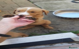 Labrador Retriever dogs for sale: Fox red lab pups - Image 3