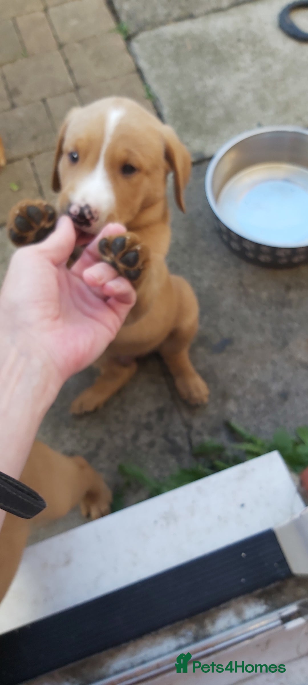 Labrador Retriever dogs for sale: Fox red lab pups - Image 3