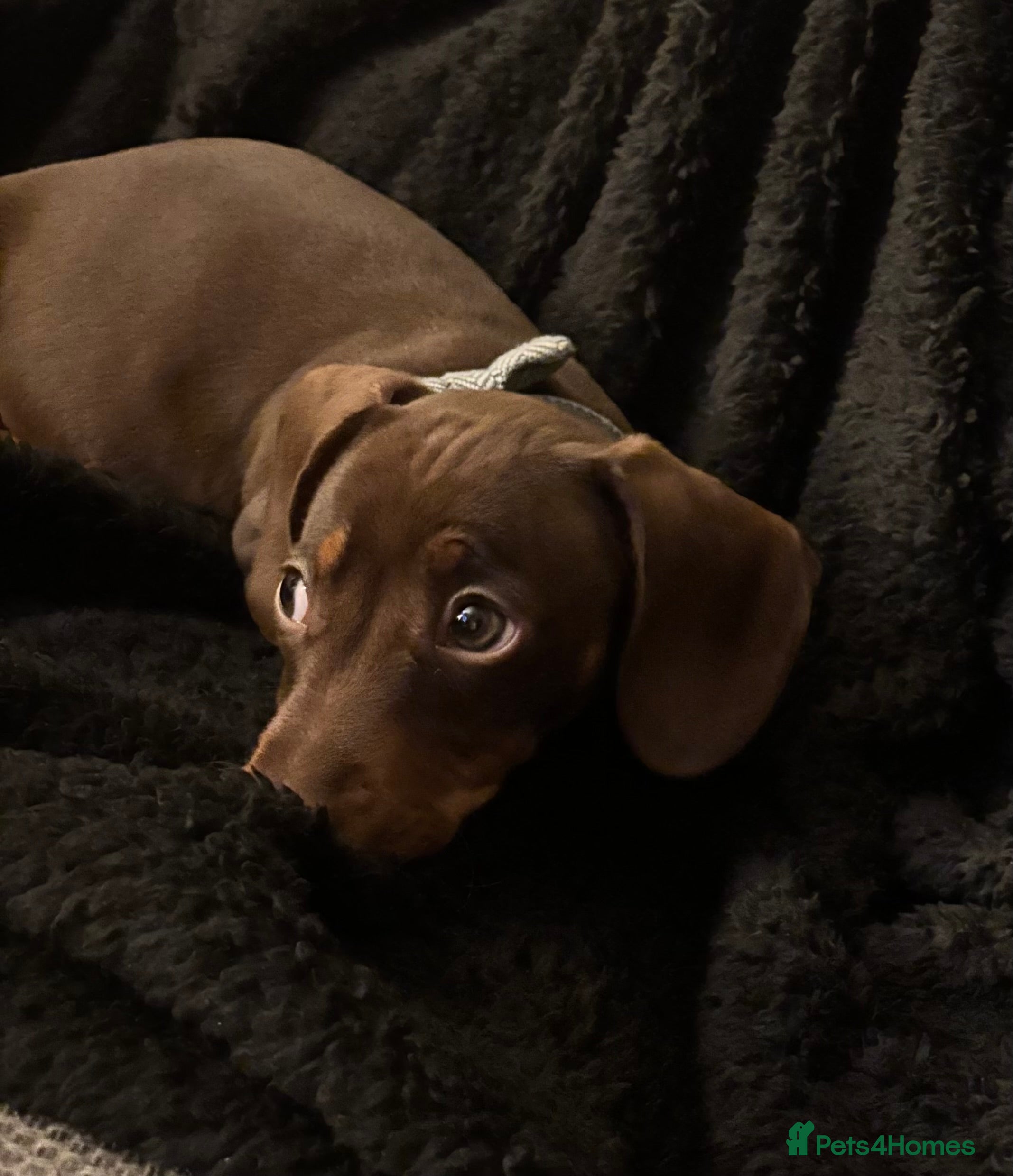 Miniature Dachshund dogs 17 week old short haired Miniature Dachshund boy  in Bristol - Advert 1