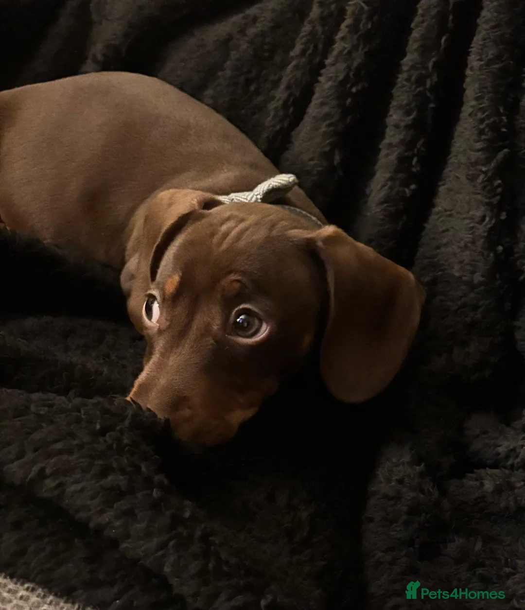 Miniature Dachshund dogs for sale: 17 week old short haired Miniature Dachshund boy  in Bristol - Advert 1