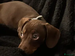 Miniature Dachshund dogs 17 week old short haired Miniature Dachshund boy in Bristol - Advert 1