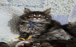 Maine Coon cats for sale: Gorgeous GCCF Maine Coons poss Active - Image 23