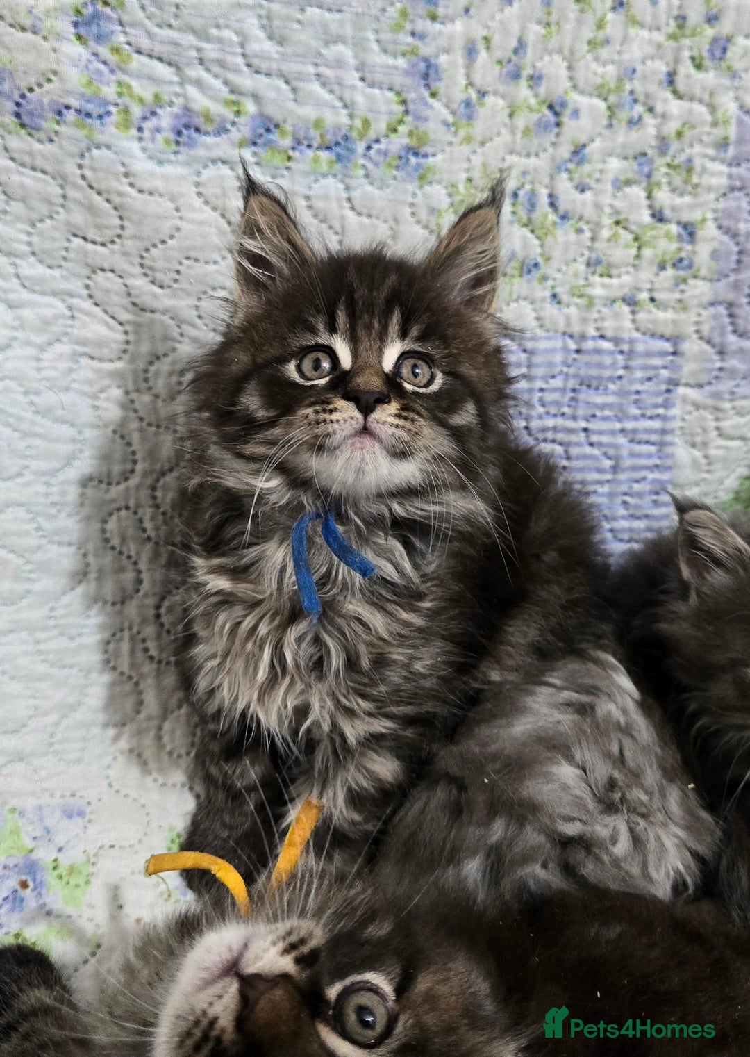 Maine Coon cats for sale: Gorgeous GCCF Maine Coons poss Active - Image 23