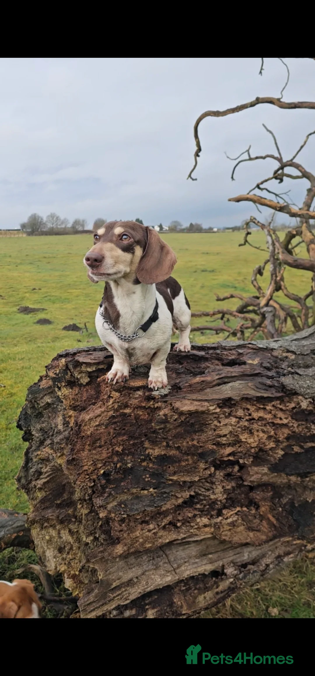 Miniature Dachshund dogs for stud: Piebald miniature Dachshund kc registered  in Blackburn - Advert 32