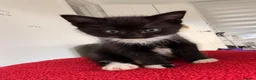 Mixed Breed cats for sale: Last 3 kitten !  1 male 2 females cute kittens  - Advert 11