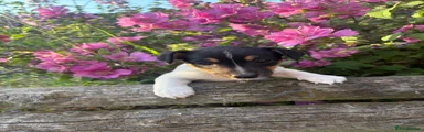 Jack Russell 2