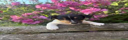 Jack Russell dogs for sale: The cutest girl puppies  - Advert 4