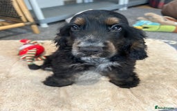 Cocker Spaniel dogs for sale: LAST TWO SHOW COCKER SPANIEL BOYS in Ely - Image 3