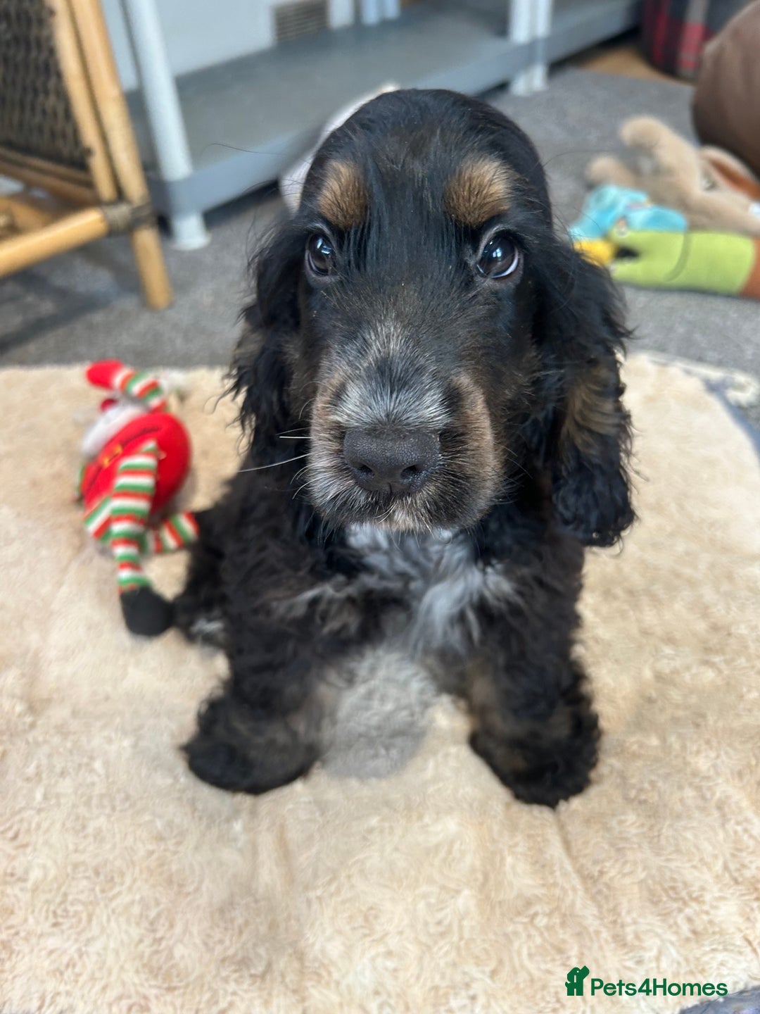 Cocker Spaniel dogs for sale: LAST TWO SHOW COCKER SPANIEL BOYS in Ely - Image 3