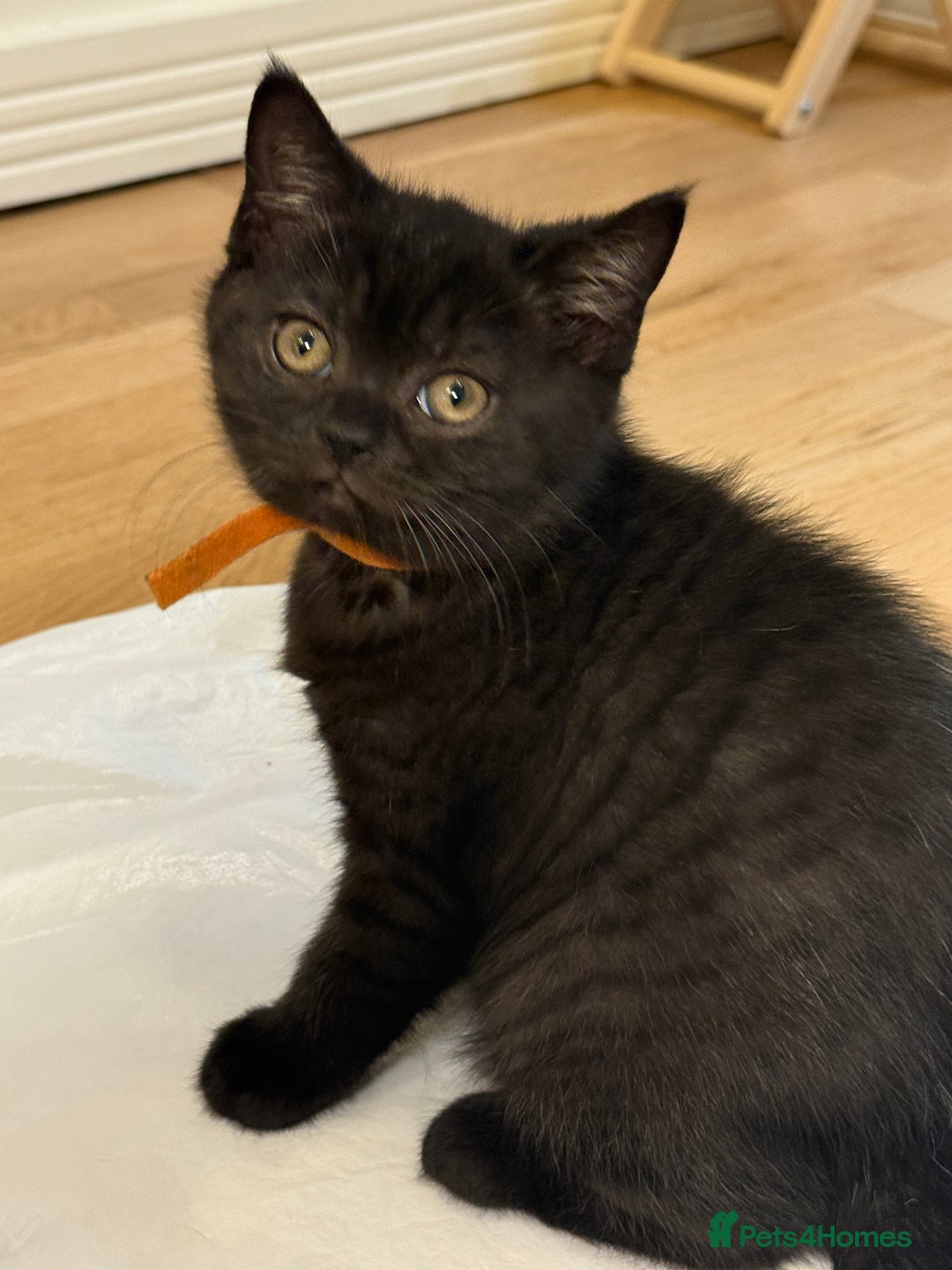 British Shorthair cats for sale: Only 2 girls left ready to go BBSH - Image 25