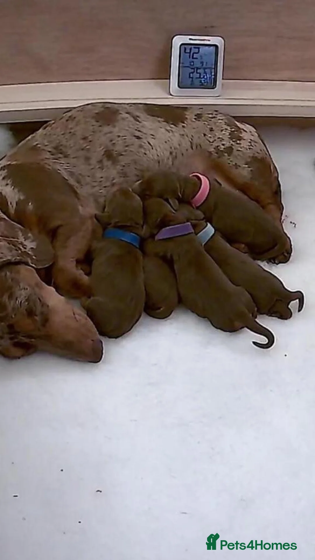 Miniature Dachshund dogs for stud: 4kg KC tiny expert STUD solid genes 100% record in Rochdale - Advert 17