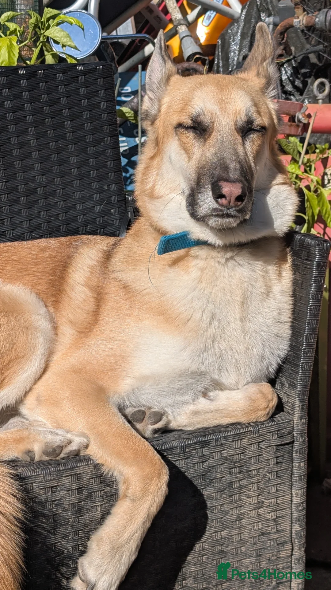 Mixed Breed dogs for sale: German Shepherd  - Advert 3