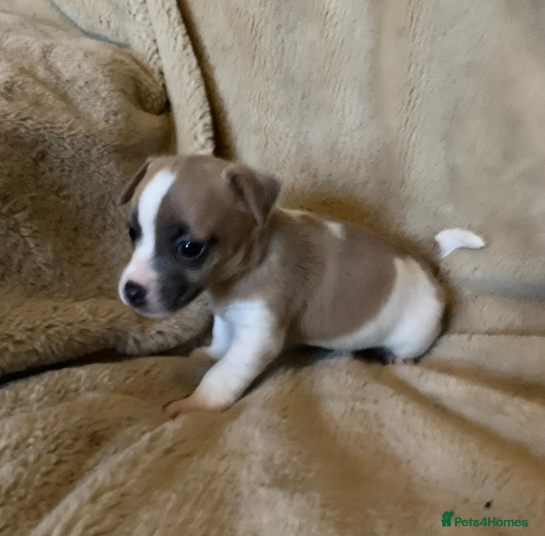 Jack Russell dogs for sale: Exceptional unusual coloured mini JR puppies - Advert 17