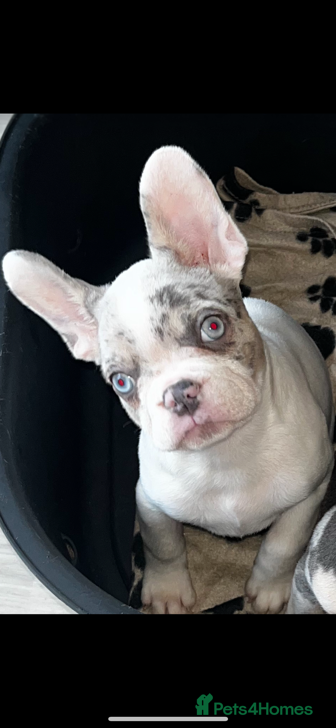 French Bulldog dogs for sale: 3 French bulldog puppies - Advert 9