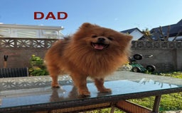 Pomeranian dogs for sale: Stunning Pomeranians  - Image 5