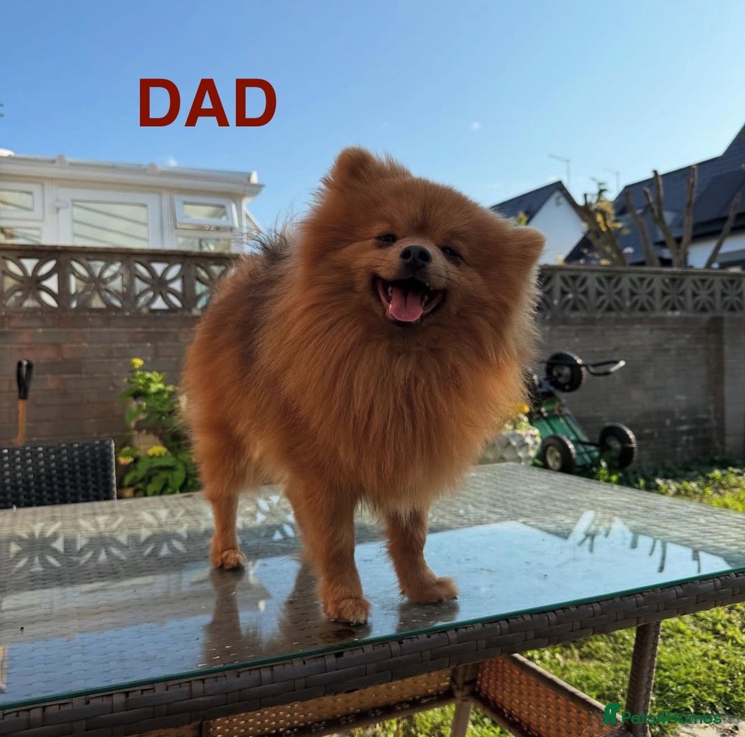 Pomeranian dogs for sale: Stunning Pomeranians  - Image 5