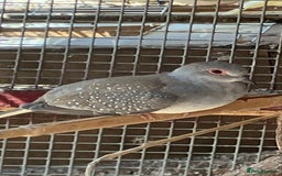 Doves birds for sale: Diamond doves for sale 2025 bred  - Image 2