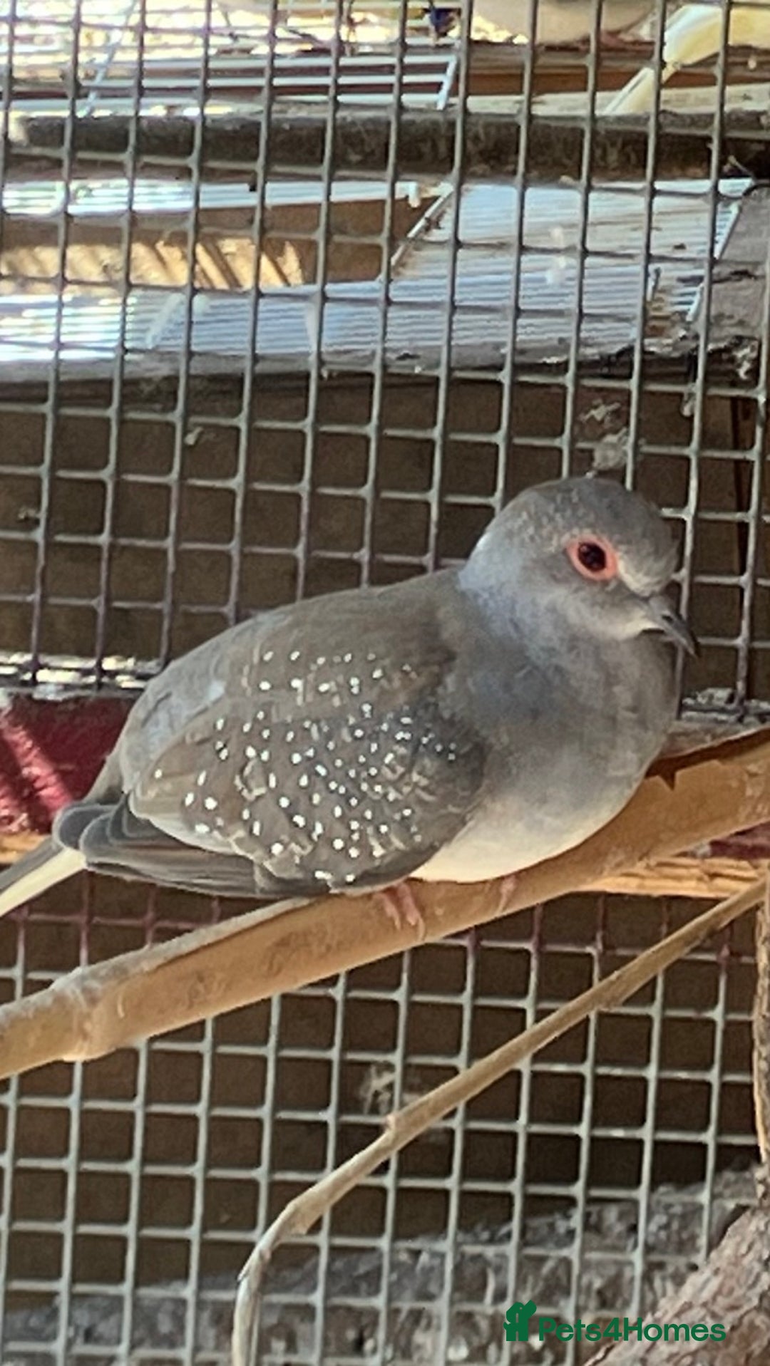 Doves birds for sale: Diamond doves for sale 2025 bred  - Image 2