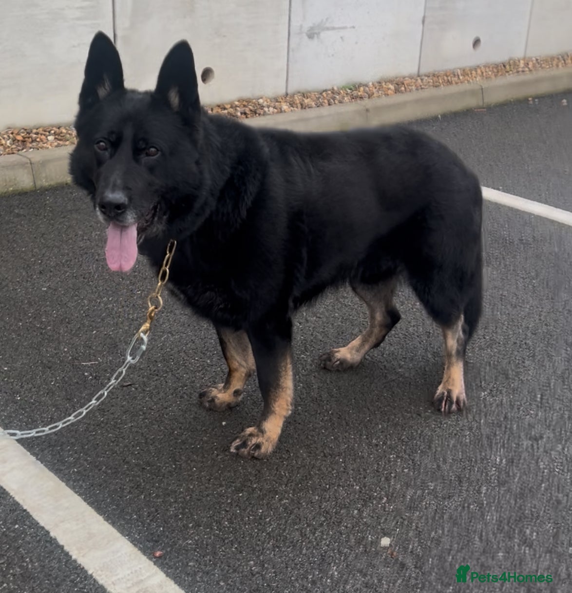 German Shepherd dogs Big German Shepherd Male  - Advert 1