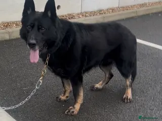 German Shepherd dogs Big German Shepherd Male - Advert 1