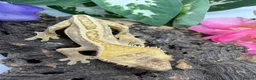 Gecko reptiles for sale: Crested gecko collection for sale  - Advert 4